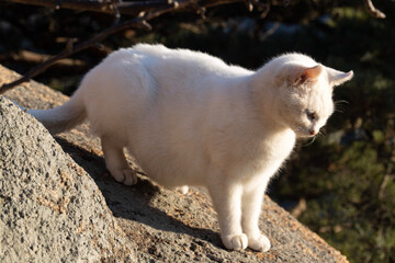 Naklejka na ściany i meble white cat on the rocks