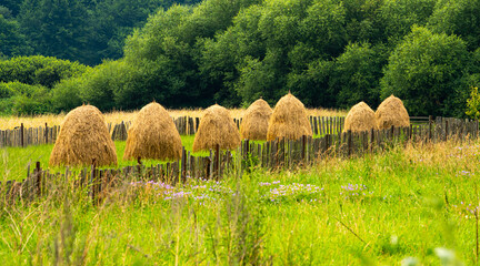 Farming and agriculture. A group of haystacks photographed at the bottom of the forest at the country side.
