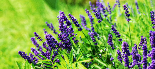 Blooming lavender plant on a blurred green background.