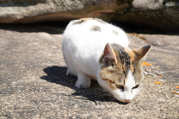 cat on the beach
