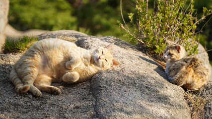 Fototapeta premium baby lion cub