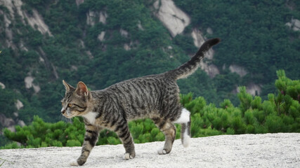 Naklejka na ściany i meble bengal cat walking