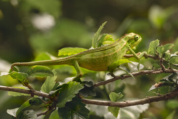 Chameleon on the tree branch in Botanical gardens, Entebbe, Uganda, , Africa