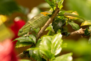 Chameleon on the tree branch in Botanical gardens, Entebbe, Uganda, , Africa