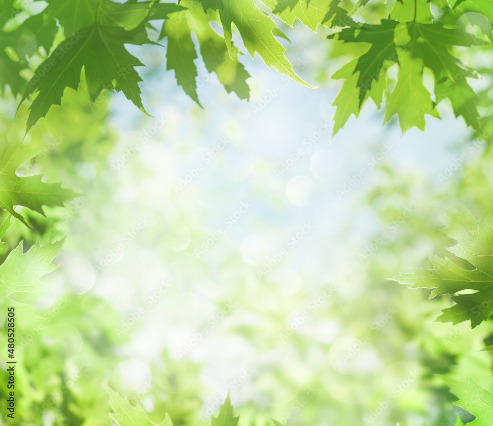 Poster Spring background. Fresh bright leaves of maple tree in the sunlight. Blurred green background in garden.