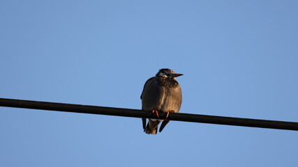 電線で休んでいるムクドリの写真