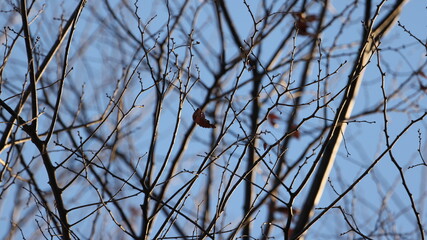 枯れた木の枝の写真