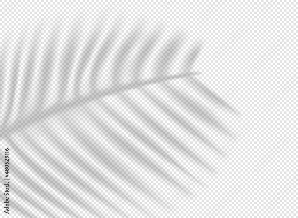 Poster Palm leaf shadow overlay effect on transparent background