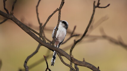 枝の中で遊んでいるエナガの写真