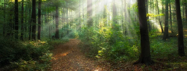 Fototapeten Waldweg Schöner Morgen im Wald  © Piotr Krzeslak