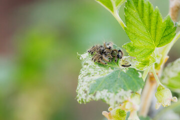 Illness plant of currant in the garden