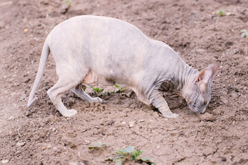 sphinx cat close-up on the photo