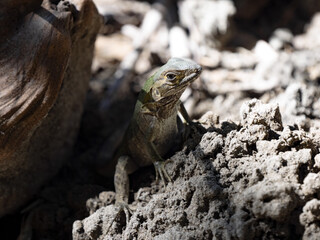 A young Black Iguana, Ctenosaura similis, peeks out of hiding. Costa Rica