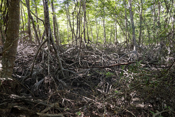 Dense mangrove forest Refugio Nacional de Vida Silvestre Curú. Costa Rica