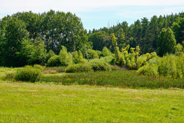 Das NSG Bischofswaldung mit Stedtlinger Moor, Biosphärenreservat Rhön, Gemeinde Rhönblick, Thüringen, Deutschland