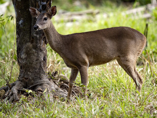 Naklejka na ściany i meble Red brocket, Mazama temama, one of the few deer representatives in Central America. Costa Rica
