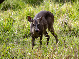 Red brocket, Mazama temama, one of the few deer representatives in Central America. Costa Rica