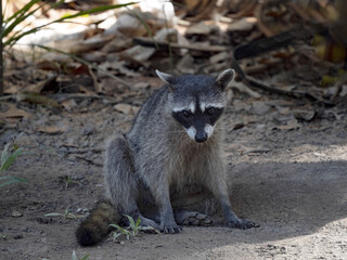 Naklejka na ściany i meble Crab-eating raccoon, Procyon cancrivorus, sits on the ground looking for food. Costa Rica