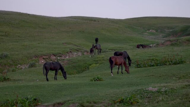 Horses graze in the meadow. Alpine pasture. Caucasian State Natural Biosphere Reserve named after Kh.G. Shaposhnikov. Lago-Naki plateau. Russia.
