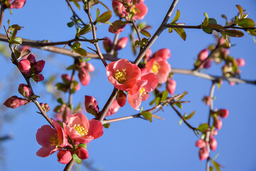 Pink flowers on branches of shrub Japanese quince against blue sky. Blooming Japanese quince bush. Beautiful spring flowering. Close-up. Selective focus.