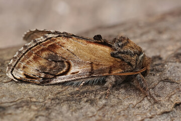Closeup on a pebble prominent moth, Notodonta ziczac, sitting on wood