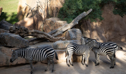 Fototapeta na wymiar VALENCIA , SPAIN - DECEMBER 9, 2021: zebras in Valencia Biopark Spain