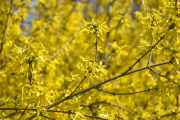 Bright yellow flowering of Forsythia- shrub from family of Olives (Oleaceae). Most forsythia species originate from China. Selective focus.