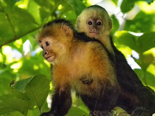 Panamanian white-faced capuchin, Cebus imitator, female with cub on back. Costa Rica