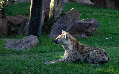 VALENCIA , SPAIN - DECEMBER 9, 2021: hyena in Valencia Biopark Spain