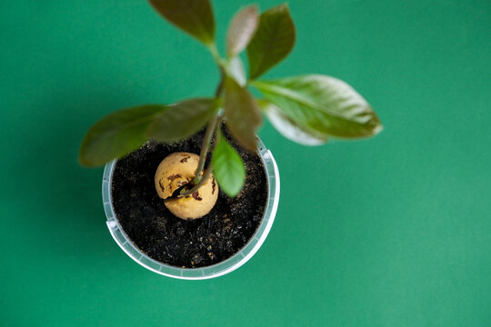 Growing avocados in a pot. A young fresh avocado sprout with leaves grows from a seed in a pot. Selective focus. 