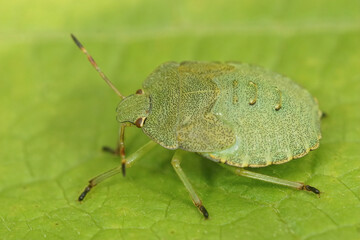 Close up on a nymph of the green shield bug, Palomena prasina sitting on a green leaf