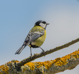 Obraz premium great tit (Parus major) bird on branch