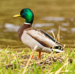 wild duck (anas platyrhynchos) male standing at water