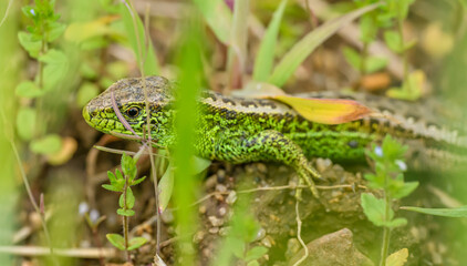 sand lizard (Lacerta agilis) hiding in vegetation