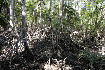 Dense mangrove forest Refugio Nacional de Vida Silvestre Curú. Costa Rica