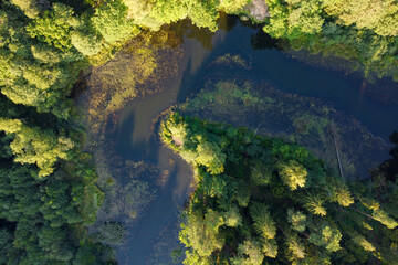 River and green forest aerial view