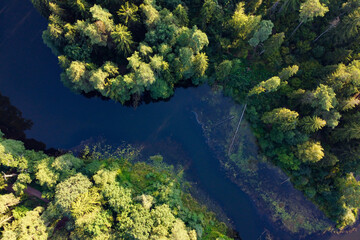 River and green forest aerial view