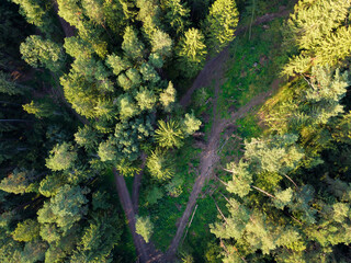 Aerial view of green trees and rural road in forest