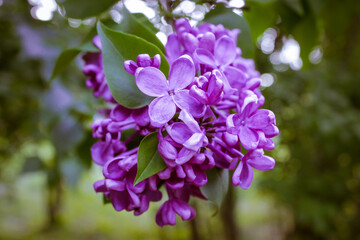 A branch of blooming lilacs or Syringa vulgaris in spring park against natural green background. Small purple violet flowers on blooming bush in botanical garden, park in May. Fragrant shrub in bloom.