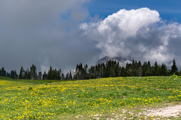 Fototapeta premium Panorama from Monte Avena, flowery meadow, fir forest and stormy sky, Pedavena, Belluno, Italy