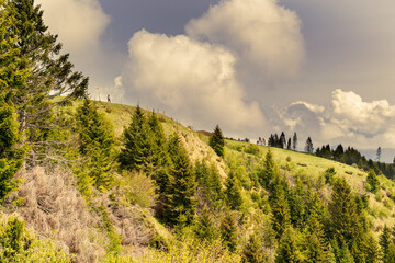 Panorama from the side of Monte Avena, fir forest and stormy sky, Belluno, Italy