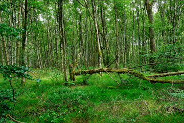 Das Naturschutzgebiet 