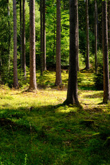 Das NSG Bischofswaldung mit Stedtlinger Moor, Biosphärenreservat Rhön, Gemeinde Rhönblick, Thüringen, Deutschland