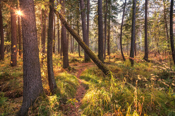 autumn in the forest