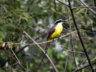 The boat-billed flycatcher, Megarynchus pitangua, is relatively abundant in Costa Rica.