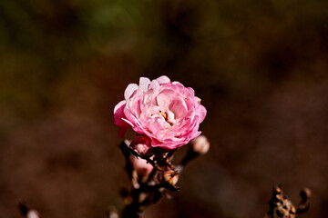 rose hip flower or wild rose growing next to roads and parks