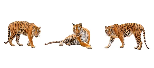 Fototapeten Sammlung, Königstiger (P. t. Corbetti) isoliert auf weißem Hintergrund Beschneidungspfad enthalten. Der Tiger starrt auf seine Beute. Hunter-Konzept. © Puttachat