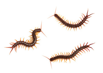 collection, centipede (Scolopendra sp.) Giant centipede isolated on white background. The top view of a living centipede, high resolution images shot in a studio room.