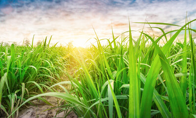 Agriculture, Sugarcane field at sunset. sugarcane is a grass of poaceae family. it taste sweet and good for health. Sugar cane plant tree in countryside for food industry or renewable bioenergy power. - obrazy, fototapety, plakaty