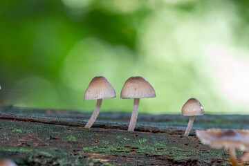 Mycena mushrooms